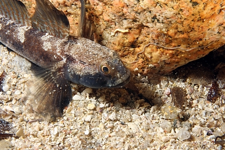 Gobius niger